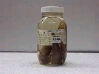 藏品(銀圓腹鰮)的圖片